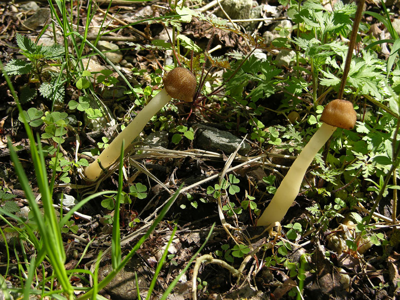 Funghi.......dalle parti di mauretto....